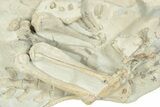 Fossil Oreodont (Merycoidodon) Skeleton - Nearly Complete! #232222-5